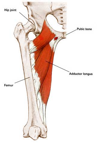 adductor