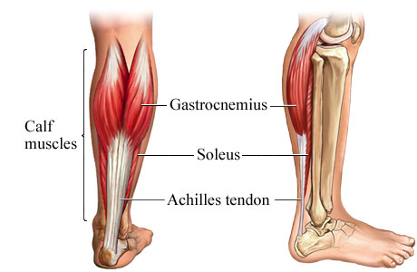 [Image: calf%20muscles.jpg]