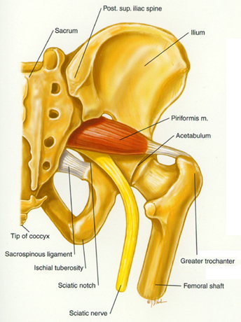 piriformis